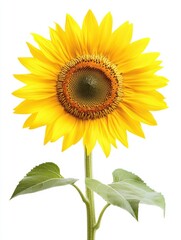 Fototapeta premium Sunflower isolate on white background, bright yellow petals,