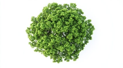 Obraz premium Top view of tree isolate on white background, aerial perspective,