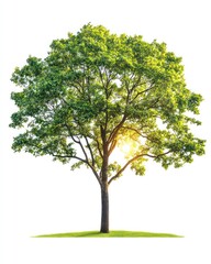 Fototapeta premium Tree isolate on white background, full leaves, bright sunlight,