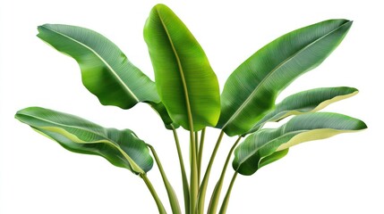 Obraz premium Tropical banana tree with broad green leaves, isolated on white background, high detail