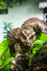 An owl perched on a tree branch, with big, bright eyes staring at the viewer. The bird is surrounded by vibrant green leaves, providing a striking contrast