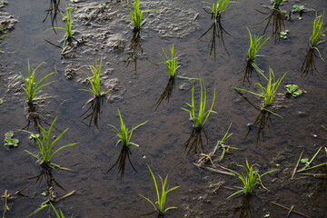 Fresh Young Rice Growth