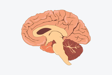 cross section of human brain side view. eps 10