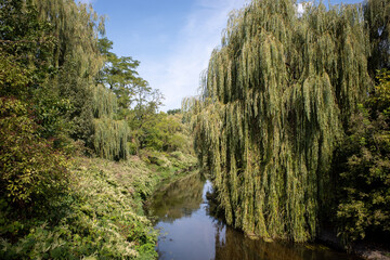 Czarna Przemsza River. Weeping willow branches hang over the water. September. Sosnowiec, Poland.