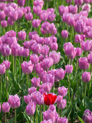 Egmond an der holländischen Nordseeküste