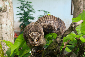 An owl perched in a tree, looking directly at the camera. The owl has striking yellow eyes and brown feathers, blending in with its surroundings.