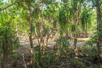 Tropical rainforest in Daintree River National Park in Queensland, Australia. 