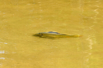 Large fish swim in shallow, murky yellowish water.