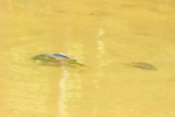 Big and small fish swimming in the shallow water of a pond near the shore.