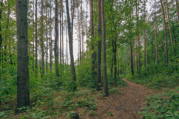 forest on a cloudy day before rain