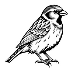 Fototapeta premium Sparrow line art vector, silhouette ,line cut , black and white line draw