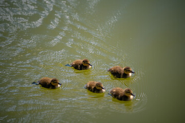 A wild duck swimming in the lake with her newborn chicks