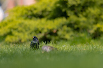 Portrait of a colorful starling standing in the grass. Wild bird Lamprotornis hildebrandti in the wild