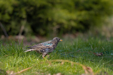 Portrait of a colorful starling standing in the grass. Wild bird Lamprotornis hildebrandti in the wild