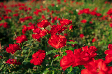 field of scarlet roses
