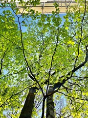 Fototapeta premium Tree