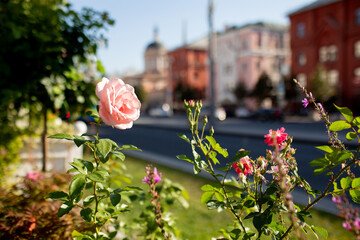 A rose on the street