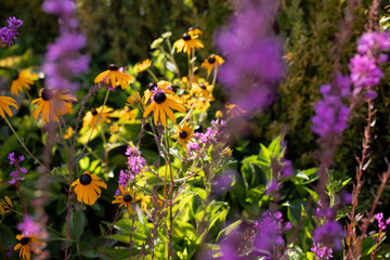 Flowerbed of rudbeckia and salvia