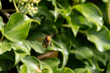 Asian hornet Vespa velutina nigrithorax, an introduced and acclimated species in Europe