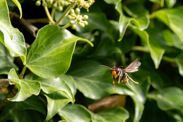 Asian hornet Vespa velutina nigrithorax, an introduced and acclimated species in Europe