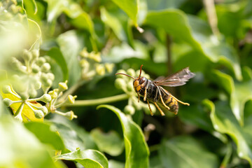 Asian hornet Vespa velutina nigrithorax, an introduced and acclimated species in Europe