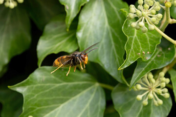 Asian hornet Vespa velutina nigrithorax, an introduced and acclimated species in Europe