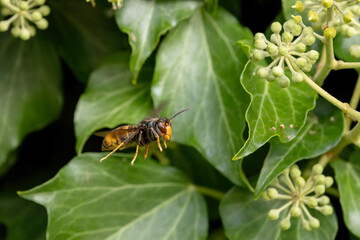 Asian hornet Vespa velutina nigrithorax, an introduced and acclimated species in Europe