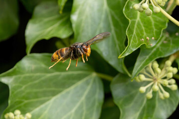 Asian hornet Vespa velutina nigrithorax, an introduced and acclimated species in Europe