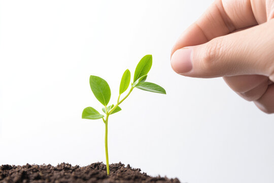 Planting gowth of nature element.