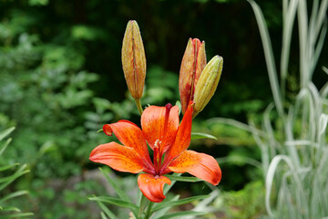 Fototapeta premium Beautiful orange flower. Lilium bulbiferum or orange lily, fire lily