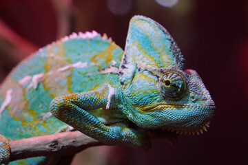 Chameleon - lizard adapted to an arboreal lifestyle, change body color