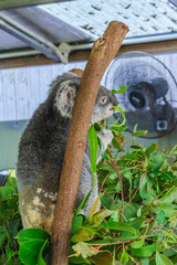Cute koala bear in Kuranda Koala Gardens in Queensland, Australia. Kuranda village is located in World Heritage rainforest 1000 feet above Cairns.