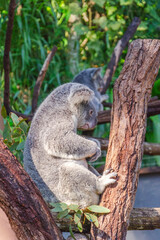 Cute koala bear in Kuranda Koala Gardens in Queensland, Australia. Kuranda village is located in World Heritage rainforest 1000 feet above Cairns.