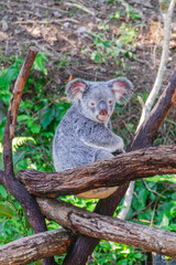 Cute koala bear in Kuranda Koala Gardens in Queensland, Australia. Kuranda village is located in World Heritage rainforest 1000 feet above Cairns.