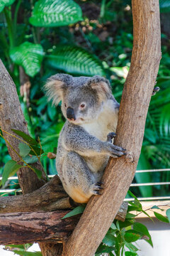 Cute koala bear in Kuranda Koala Gardens in Queensland, Australia. Kuranda village is located in World Heritage rainforest 1000 feet above Cairns.