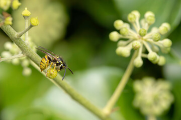 Common wasp Vespula germanica sitting on a leaf or fruit