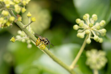 Common wasp Vespula germanica sitting on a leaf or fruit