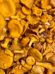 Cantharellus cibarius (commonly known as the chanterelle or golden chanterelle). lie in a bowl of water
