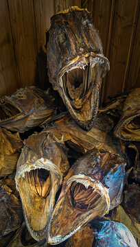 Big dried cod's heads in a fish shop in Lofoten with an open jaws