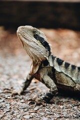 Lizard