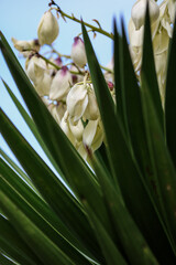 Obraz premium Floral Fix