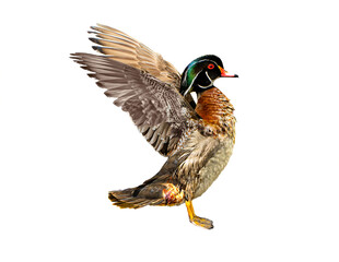 Wood Duck (Aix sponsa) Photo, Perched in Takeoff Mode, on a Transparent Isolated PNG Background