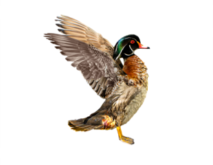 Wood Duck (Aix sponsa) Photo, Perched in Takeoff Mode, on a Transparent Isolated PNG Background