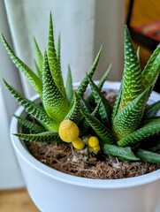 bright yellow mushrooms in a succulent pot