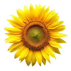 Fototapeta premium Ripe sunflower with yellow petals top view Isolated On Transparent Background