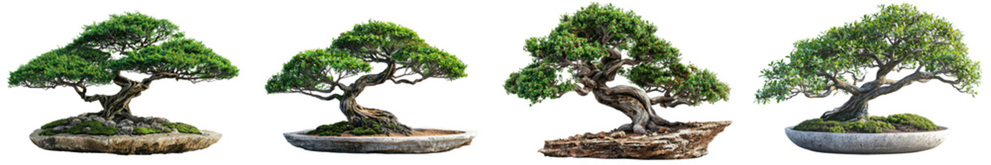 A bonsai tree isolated on a white background.