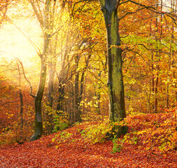 Fototapeta premium Glow, leaves and trees of forest in autumn for conservation, ecology or sustainability. Background, nature and wallpaper with orange woods in fall for eco friendly scenery, green growth or season
