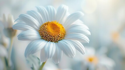Naklejka premium daisy on sky background