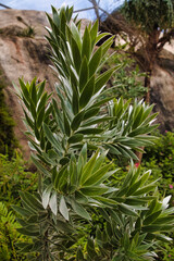 Close-Up of Green Plant with Pointed Leaves at Eden Project in Cornwall, UK