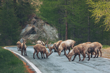 Alps Savoie Mountain Nature Ibex on the road. Alpine Ibexstanding on a mountainside road. Sheeps of the Rocky Mountains in Italy. 